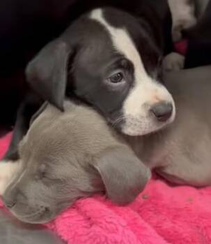Pit Bull Terrier Dogs Available for Adoption - Greyson And/or Kinsley ❤️ | PetCurious