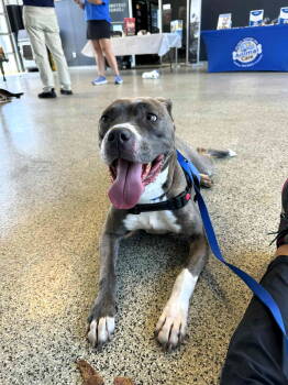 Rescue Mixed Breed Dogs for Adoption in Shelburne, Vermont - Zinnia | PetCurious