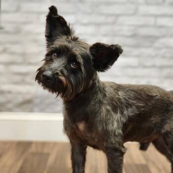 Blackjack -  Cairn Terrier Dog for Adoption in Montgomery, Alabama - Blackjack | PetCurious