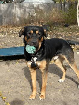 Rescue Rottweiler Dogs for Adoption in Minneapolis, Minnesota - Louffy | PetCurious