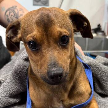 Rat Terrier Dogs Available for Adoption - WOODSTOCK | PetCurious