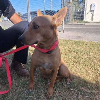 Asher -  Labrador Retriever and Mixed Breed Dog for Adoption in Austin, Texas - Asher | PetCurious
