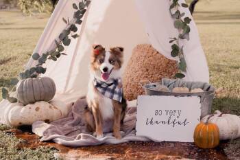 Brady -  Australian Shepherd Dog for Adoption in Corpus Christi, Texas - Brady | PetCurious