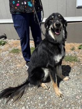 Aria -  Shepherd and Mixed Breed Dog for Adoption in Vacaville, California - Aria | PetCurious