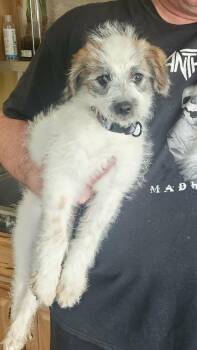 Australian Cattle Dog Blue Heeler and Pomeranian Dogs Available for Adoption in Twin Lakes, Wisconsin - Wayland | PetCurious