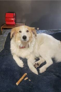 Great Pyrenees and Australian Shepherd Dogs Available for Adoption in Rockford, Illinois - Lottie - SCROLL TO WRITTEN BIO BEFORE CONTACTING US | PetCurious