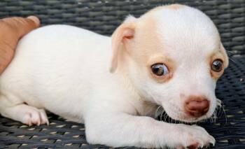 Oscar -  Chihuahua Dog for Adoption in Humble, Texas - Oscar | PetCurious