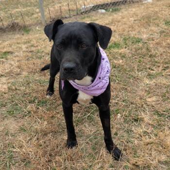 Gilly (Adoption Fee SPONSORED!) -  Mixed Breed Dog for Adoption in Alabaster, Alabama - Gilly (Adoption Fee SPONSORED!) | PetCurious
