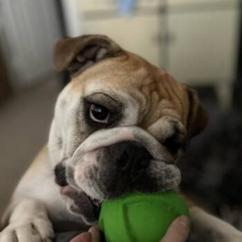 Toffee -  English Bulldog Dog for Adoption in Austin, Texas - Toffee | PetCurious