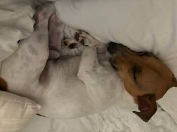 Jack Russell Terrier Dogs Available for Adoption in Durham, North Carolina - Walter | PetCurious