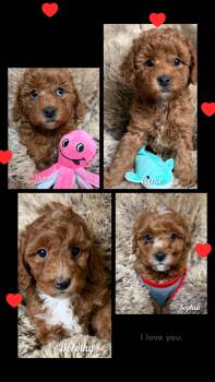 Goldendoodle Dogs Available for Adoption - Winnie