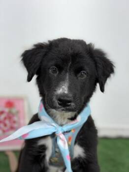 Gulliver-One of our Amazing Rescue Dogs -  Flat Coated Retriever and Border Collie Dog for Adoption in Carlsbad, California - Gulliver-One Of Our Amazing Rescue Dogs | PetCurious