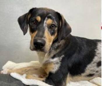 Remy -  Beauceron and Mixed Breed Dog for Adoption in Morton Grove, Illinois - Remy | PetCurious
