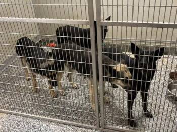 Mom Shep -  German Shepherd Dog Dog Available for Adoption in Humble, Texas - Mom Shep | PetCurious