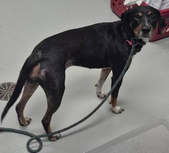 Vc-16 Rolo -  Hound Dog for Adoption in Lawrenceville, Georgia - Vc-16 Rolo | PetCurious