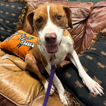 Rescue English Pointer and Pit Bull Terrier Dogs for Adoption in Las Vegas, Nevada - Lucy | PetCurious