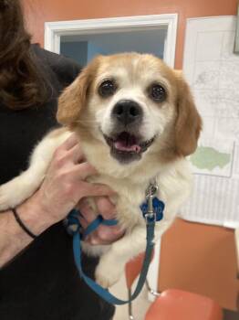 Gizmo -  Corgi and Mixed Breed Dog for Adoption in Burnsville, North Carolina - Gizmo | PetCurious