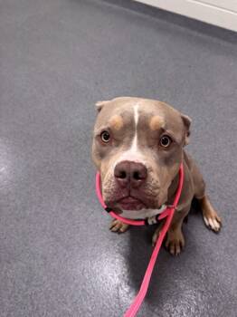 Rescue Mixed Breed Dogs for Adoption in West Chester, Pennsylvania - Marigold | PetCurious