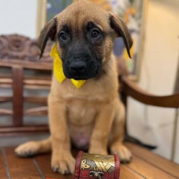 Labrador Retriever and Shepherd Dogs Available for Adoption in Friendswood, Texas - Paladin DnD | PetCurious