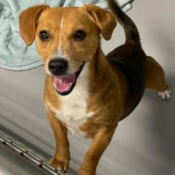 Jack Russell Terrier and Mixed Breed Dogs Available for Adoption - Ollie | PetCurious