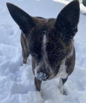 Ahsoka -  Boston Terrier and Australian Cattle Dog Blue Heeler Dog for Adoption in Incline Village, Nevada - Ahsoka | PetCurious
