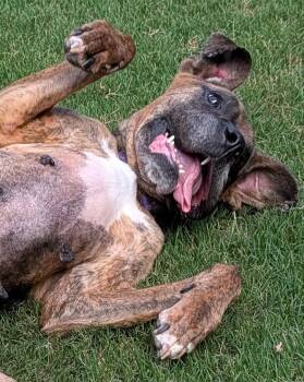 Dolly -  Boxer and Hound Dog for Adoption in Buford, Georgia - Dolly | PetCurious