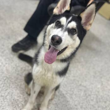 Siberian Husky Dogs Available for Adoption - Colsen | PetCurious