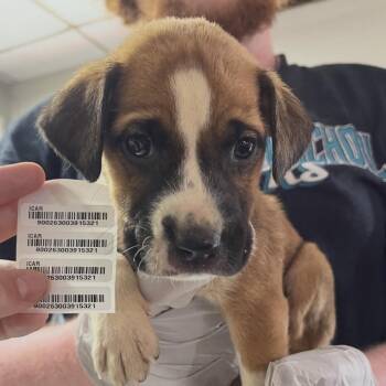 Ferrill Street -  Mixed Breed Dog for Adoption in Savannah, Georgia - Ferrill Street | PetCurious
