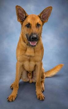 Randy -  Belgian Shepherd Malinois and Mixed Breed Dog for Adoption in Taylorsville, North Carolina - Randy | PetCurious