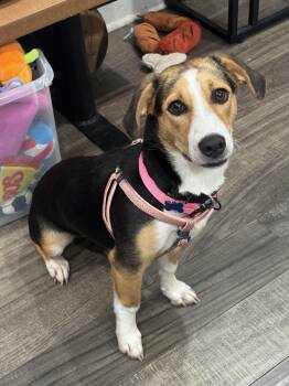 Tori -  Basset Hound and Beagle Dog for Adoption in Mahwah, New Jersey - Tori | PetCurious