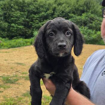 CT Lenny -  Australian Shepherd and Mountain Cur Dog for Adoption in Stormville, New York - CT Lenny | PetCurious