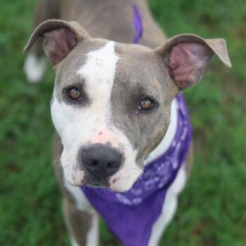 URSULA C. URCHIN -  American Staffordshire Terrier Dog for Adoption in San Antonio, Texas - URSULA C. URCHIN | PetCurious