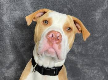 Wally -  Pit Bull Terrier Dog for Adoption in Portland, Oregon - Wally | PetCurious