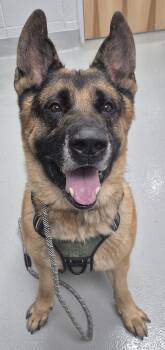 Pen 124 Bear -  German Shepherd Dog Dog for Adoption in Lawrenceville, Georgia - Pen 124 Bear | PetCurious