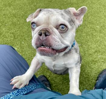 Maisey -  Bulldog and French Bulldog Dog for Adoption in Scituate, Massachusetts - Maisey | PetCurious