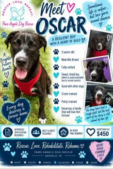 Oscar -  Mixed Breed Dog for Adoption in Nashville, Tennessee - Oscar | PetCurious