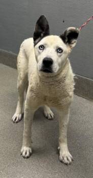 Rescue Siberian Husky and Mixed Breed Dogs for Adoption in Las Vegas, Nevada - ANGELICA | PetCurious