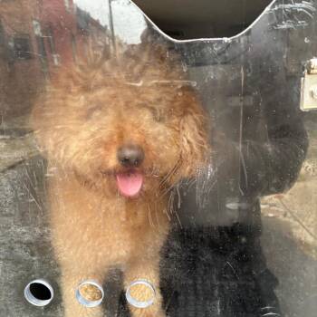 Madonna -  Mixed Breed Dog for Adoption in Philadelphia, Pennsylvania - Madonna | PetCurious