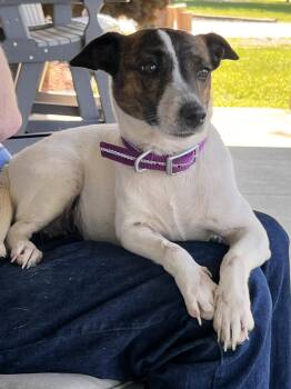 Sadie Mae -  Jack Russell Terrier Dog for Adoption in Ashville, Ohio - Sadie Mae | PetCurious