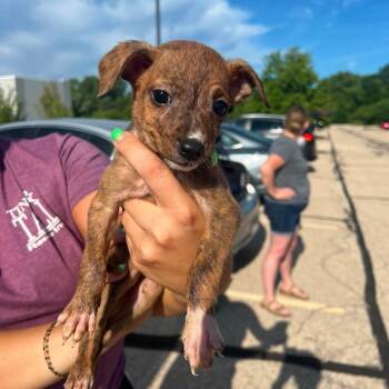 Paisley -  Chihuahua and Mixed Breed Dog for Adoption in Campton Hills, Illinois - Paisley | PetCurious