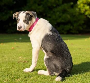 Cricket SP -  Jack Russell Terrier and Australian Shepherd Dog for Adoption - Cricket SP | PetCurious