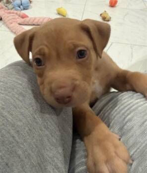 A2092768 -  Staffordshire Bull Terrier and Mixed Breed Dog for Adoption in Houston, Texas - A2092768 | PetCurious