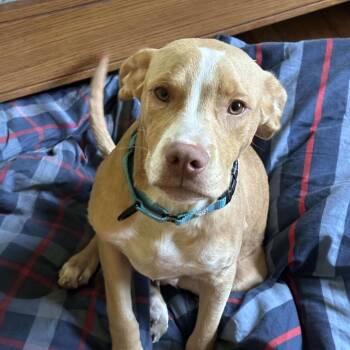 Rescue Mixed Breed Dogs for Adoption in Savannah, Georgia - Hemi | PetCurious
