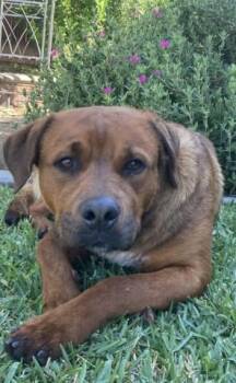 German Shepherd Dog and Pit Bull Terrier Dogs Available for Adoption in Redlands, California - HAM | PetCurious