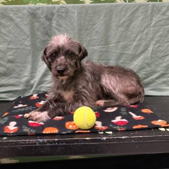 Soli -  Terrier Dog for Adoption in Logan, Utah - Soli | PetCurious