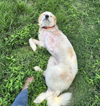 Great Pyrenees Dogs Available for Adoption in Garland, Texas - Valentino | PetCurious