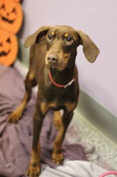 Ditzy in NH. Come Meet our Adoptable Dogs Wednesday-Saturday. Mo -  Doberman Pinscher Dog for Adoption in Manchester, New Hampshire - Ditzy In NH. Come Meet Our Adoptable Dogs Wednesday-Saturday. Mo | PetCurious