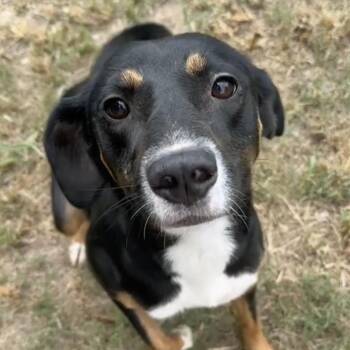 Rescue Australian Shepherd Dogs for Adoption in Calera, Alabama - April | PetCurious