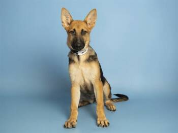 SUNDAE -  German Shepherd Dog Dog for Adoption in Phoenix, Arizona - SUNDAE | PetCurious