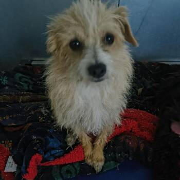 Scrappy -  Jack Russell Terrier Dog for Adoption in Moses Lake, Washington - Scrappy | PetCurious
